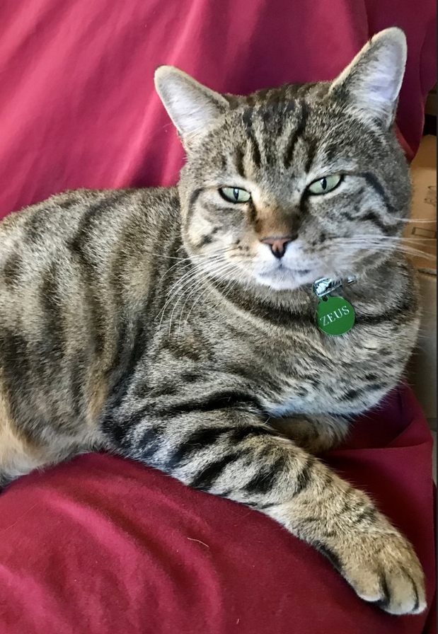 Zeus with Tag Zeus the cat showing his Green Tag